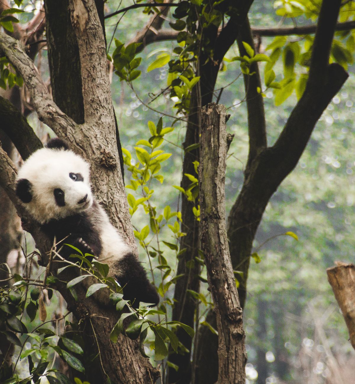 A Panda Bear Sitting In A Forest